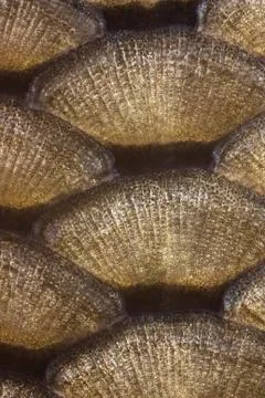 Fish scales Stock Photos