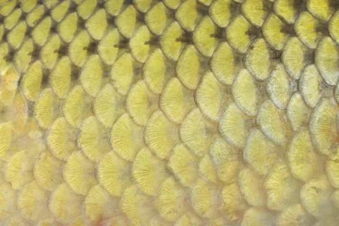 Fish scales Stock Photos