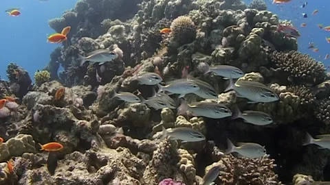 Fish school and anthias dance Video stock 312280968