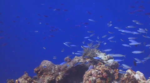 Fish school blue on blue Vídeo Stock 5070075