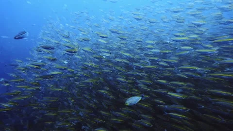 Fish school in blue water Stock Footage 258654653
