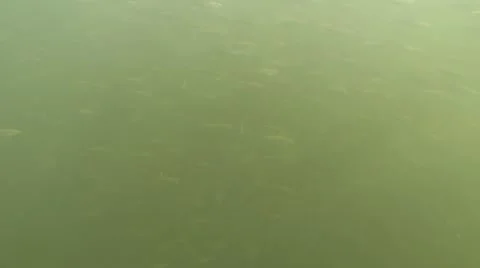 Fish school (common bleak) in nordic lake Stock Footage 40754994