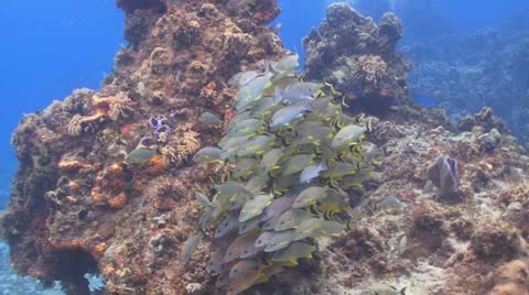 Fish school, coral reef Vídeo Stock 11270574