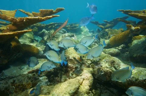 Fish school of doctorfish in a coral reef Stock Photos