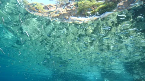 fish school feeding particles from surfa... | Stock Video | Pond5