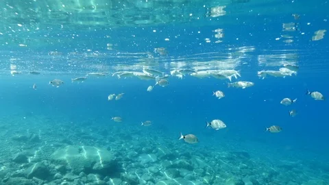 fish school feeding particles from surfa... | Stock Video | Pond5