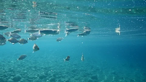 fish school feeding particles from surfa... | Stock Video | Pond5