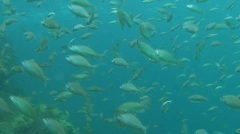 Fish: School of Fish Underwater Stock Footage 492782