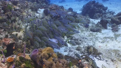 Fish school Stockbeeldmateriaal 7139086