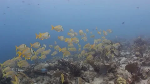 Fish School Video stock 7762095