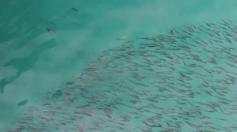 Fish school Video stock 12426856