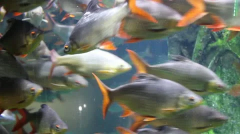 Fish school Stock Footage 20619371