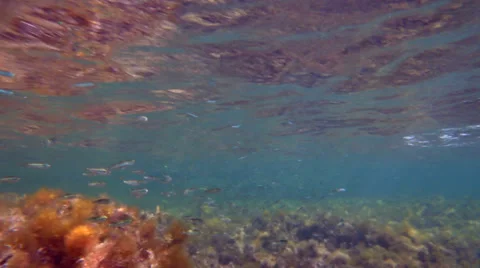 Fish School Video stock 36550428