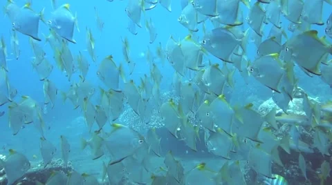 Fish School Stock Footage 45178884