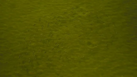 Fish school Stock Footage 69830583