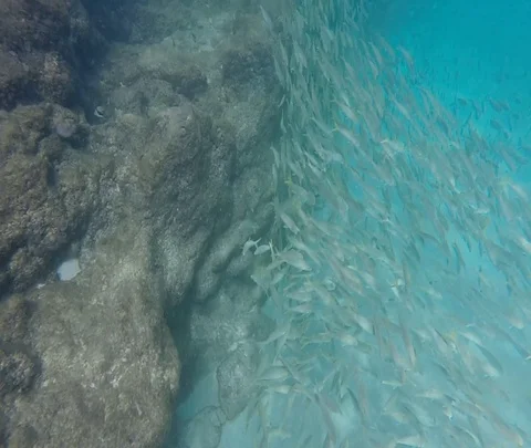 Fish School Stock Footage 97415963