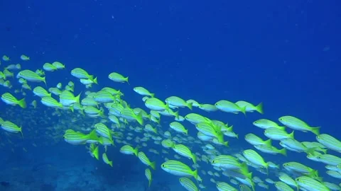 Fish School Stock Footage 139722891