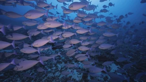 Fish school in Maldives Stock Footage 83157481