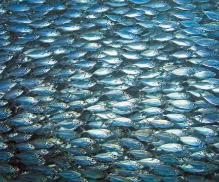Fish School Stock Photos