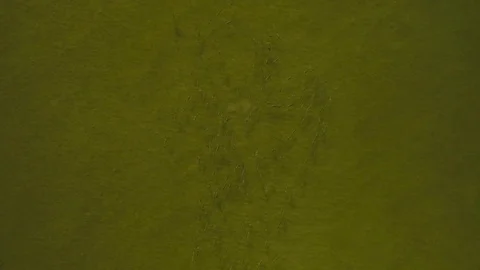 Fish school scatters Stock Footage 69829572