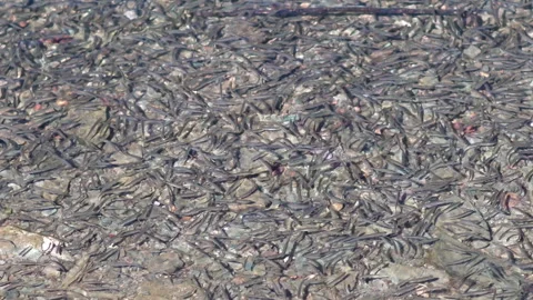 Fish school in shallow river water in draught season Stock-Footage 330044167
