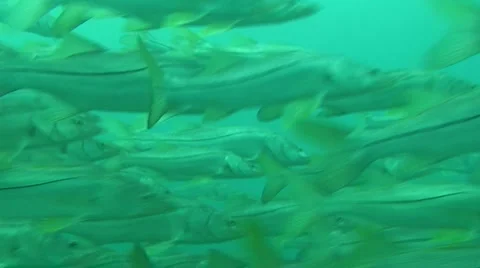 Fish School Underwater Stock Footage 981548