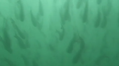 Fish School Underwater Stock Footage 1056706