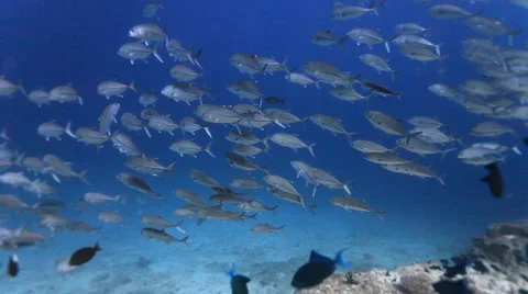 Fish School Underwater Shot Vidéo 53511124