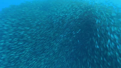 Fish schooling Stockbeeldmateriaal 160085624