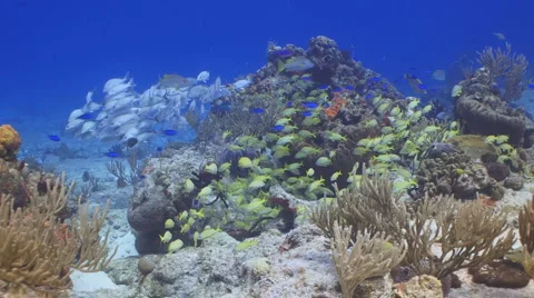 Fish schools gathering together Видео 1081131