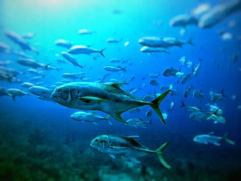 Fish in a Scool Foto stock