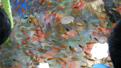 Fish scooping Stock-Footage 107193031