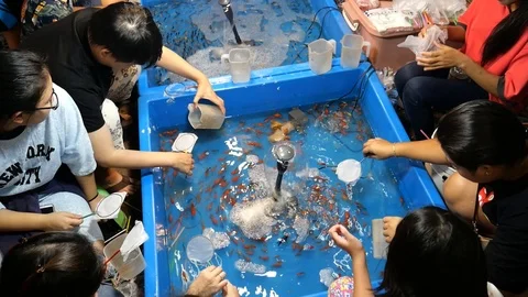 Fish scooping Stock-Footage 120748628