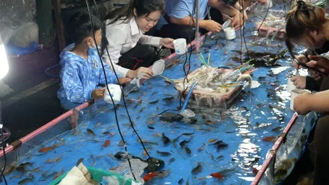 Fish scooping Stock Footage 256292757