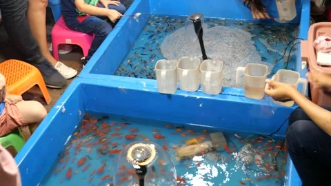 Fish scooping game Stock Footage 161625845