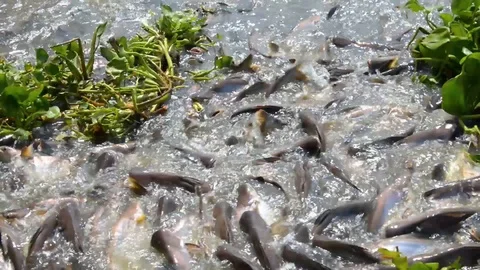 Fish Scrambling for Food Stock Footage 114514356