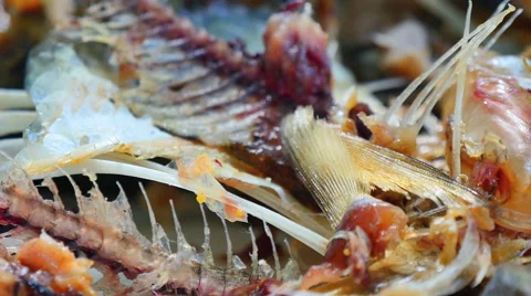 Fish scraps Stock Footage 51635378