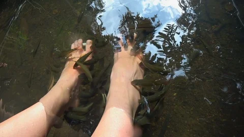 Fish scrub &amp; fish spa in the river natural eco green beauty routing Stock Footage 122239446