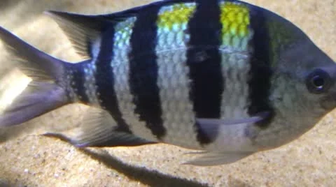 Fish at sea bed 7 Stock Footage 10857355