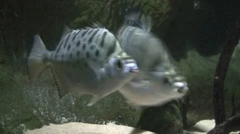 Fish at sea bed 8 Stock Footage 10857360