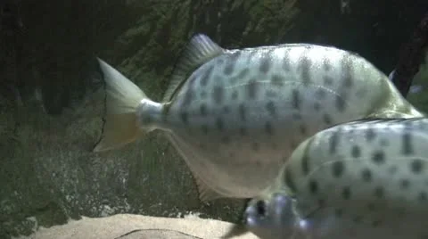 Fish at sea bed 9 Stock Footage 10857365