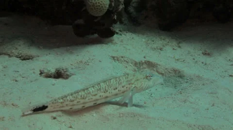 Fish at the sea bed Stock Footage 22702317