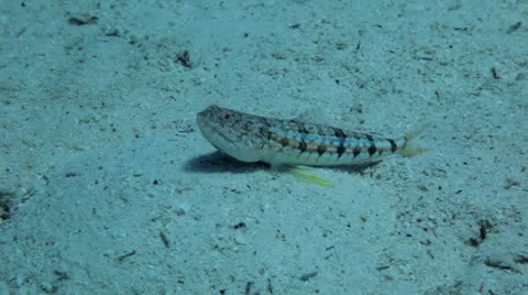 Fish at the sea bed Stock Footage 22705777