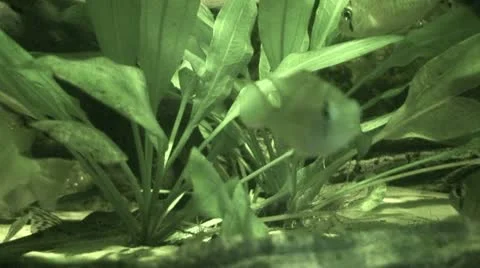 Fish at sea bed in infra-red light 1 Stock Footage 10854136