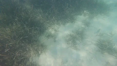 Fish At The Sea Bottom Sand Stock Footage 158797260