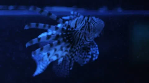 Fish of the sea Video stock 10877572