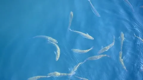 Fish in the sea Stock Footage 12287507
