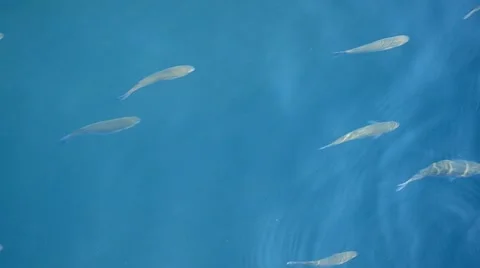 Fish in the sea Stock Footage 12287516