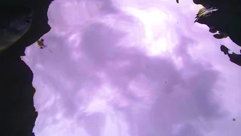 Fish in the sea Stock Footage 99689445