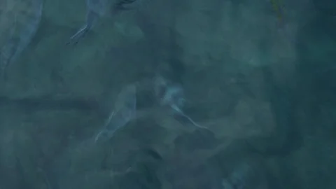Fish in the sea. Stock Footage 106760396